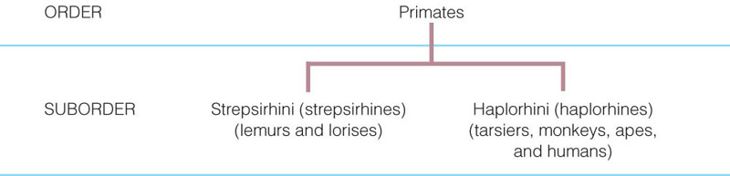 Revised partial classification of the primtes. In this system the names Prosimii and Anthropoidea would be replaced by Strepsirhini and Haplorhini, respectively. Tarsiers would be included in the same suborder as monkeys, apes, and humans to reflect a closwer relationship with these species than with lemurs and lorises. 