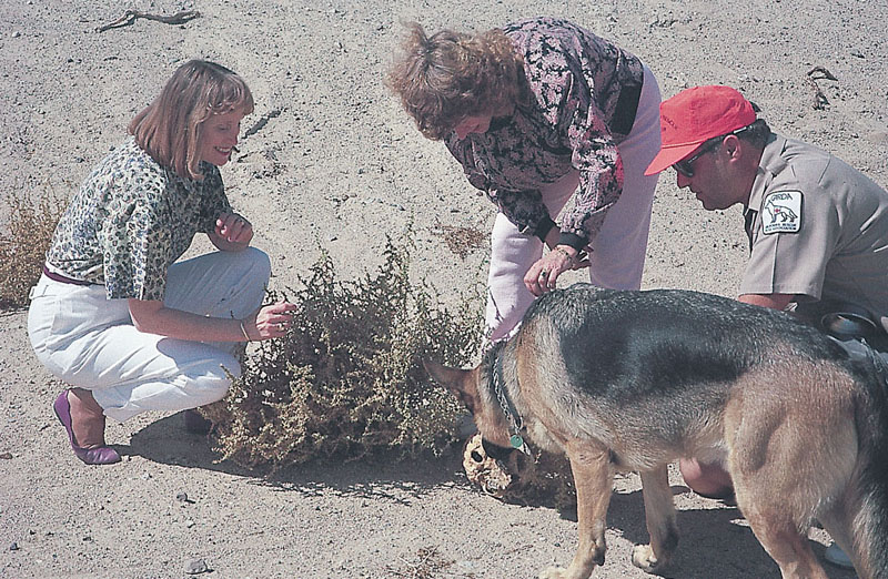 "Phsical anthropologists Lorna Pierce (left) and Judy Suchey (center) working as forensic consultants.  The dog has just located a concealed hman caranium during a training session."