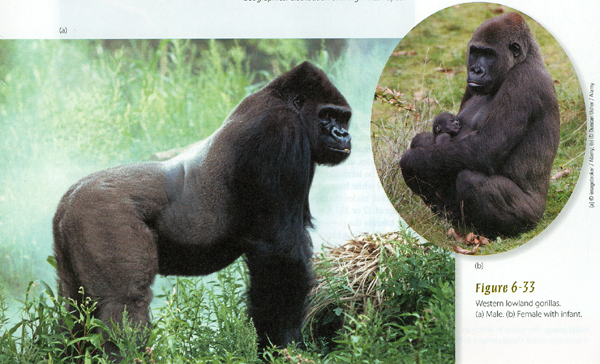 Western lowland gorillas