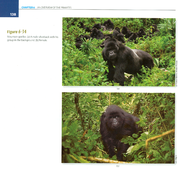 Mountain gorillas