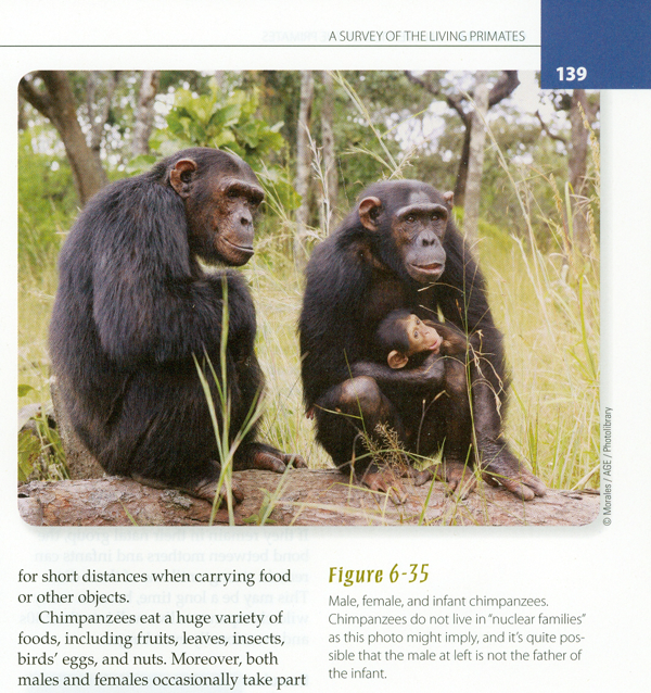 Chimpanzees