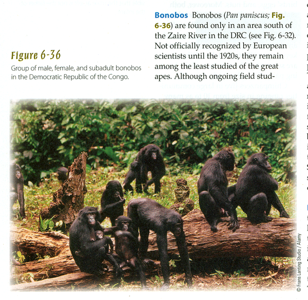 Bonobos: The Last Great Ape.