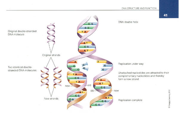 A model of a human chromosome, illustrating the relationship of chromosomes to DNA.