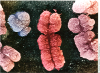 Scanning electron micrograph of human chromosomes. . . .