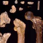 Fossilized bones of Orrorin.