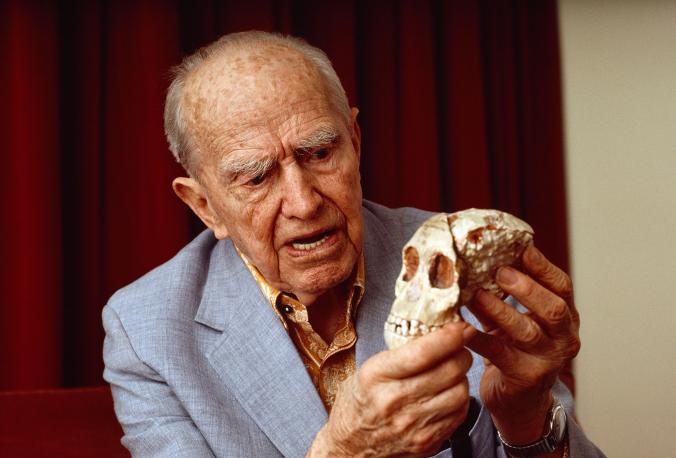 Raymond Dart, originator of the “killer ape” theory of human evolution, holds the skull of the Taung Child, the first australopithecine ever discovered.