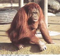 Female orangutan