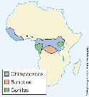 Geographical distribution of modern African apes