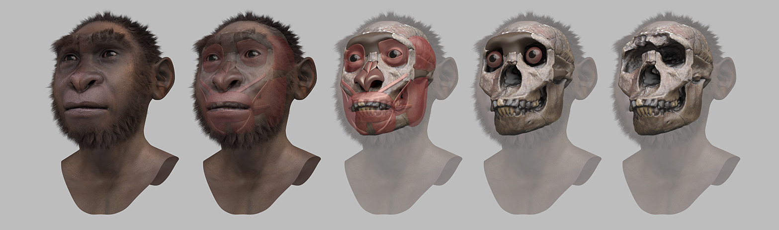 Turkana_boy_-_steps_of_forensic_facial_reconstruction