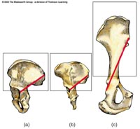 Homo sapiens, Australopithecus, and Chimpanzee.