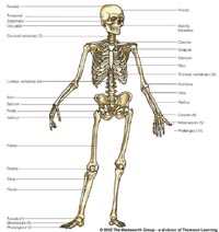 Homo sapiens -- bipedal hominid.