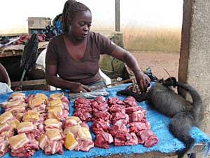 Bush pig, antelope, and monkey, Makokou bushmeat market, Gabon. Researchers estimate that the current harvest of bush meat in Central Africa is more than 1 million tonnes annually, the equivalent of almost 4 million cattle.