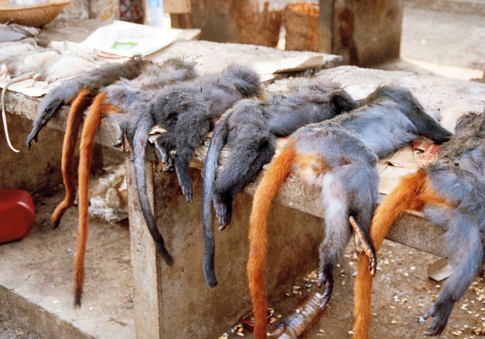 "Red-eared guenons (with red tails) and Preuss' guenons for sale in bushmeat market Malabo, Equatorial Guinea."