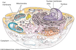 Cell structure with Mitochondrial DNA.