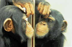 Chimp and mirror.