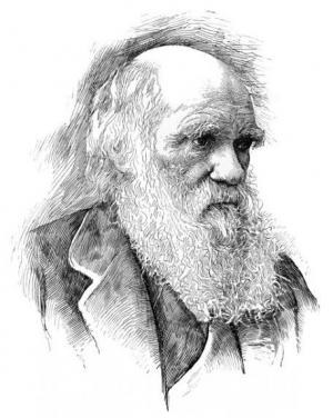 This vintage engraving depicts the portrait of famed English naturalist Charles Darwin, whose theories of natural selection contributed to a greater understanding of biological evolution in the 19th century. This engraving was made by an unknown, uncredited artist after an 1869 photograph by J. Cameron. Published in a volume of Darwin's theories in 1874. (Credit: via iStockphoto).