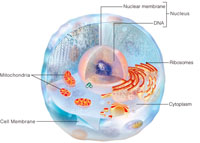 "Structure of a generalized eukaryotic cell, illustrating the cell's three-dimensional nature."