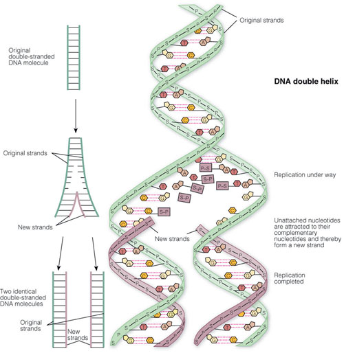 DNA double helix.