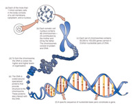 A model of a human chromosome, illustrating the relationship of chromosomes to DNA.