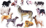 Domestic dog breeds.