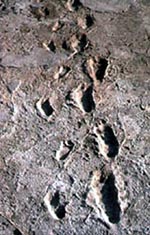 Latoli footprints