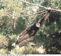 Gibbon