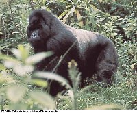 Mountain gorilla (male)