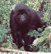 Mountain gorilla (female)