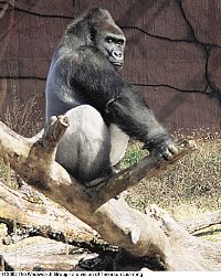 Western lowland gorilla (male)