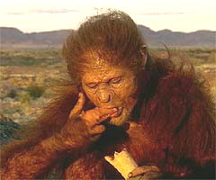 Homo habilis eating marrow.