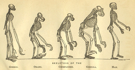 Frontispiece from T. H. Huxley's Evidence as to Man's Place in Nature,  (London: Williams and Norgate, 1863) 