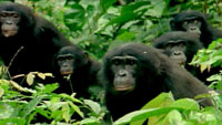Bonobos: The Last Great Ape.
