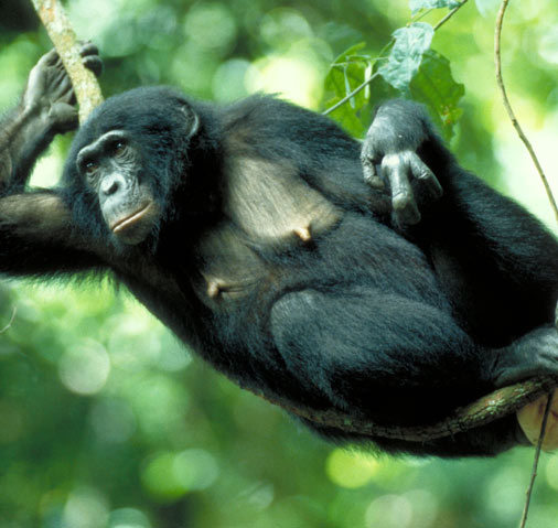 Female bonobo swinging from tree.