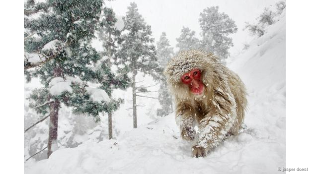 Snow Monkey