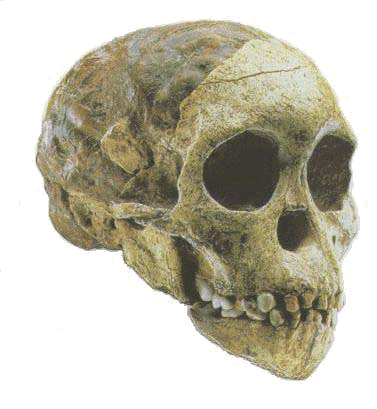 Taung skull, Australopithecus africanus.