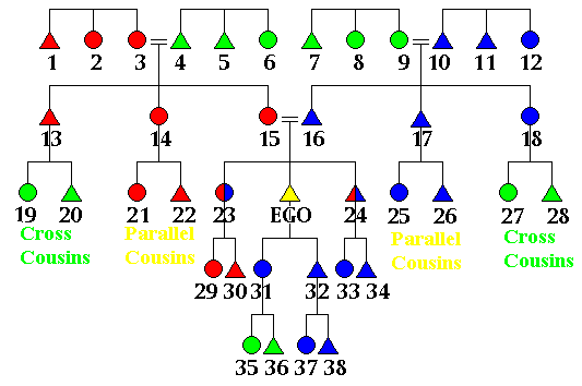 Kinship diagram illustrating cross and parallel cousins.