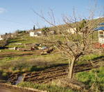 Vasilika, edge of town, January 2006.