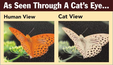 Views of a butterfly through a cat's and a human eye.