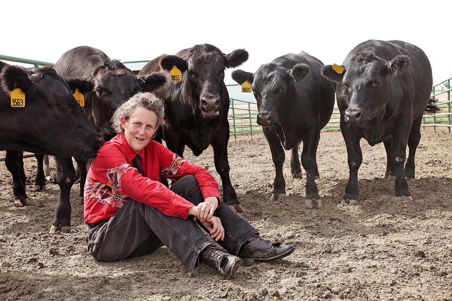 Temple Grandin, professor at Colorado State University and autistic savant, used her unusual abilities to improve the tools of livestock farming.
