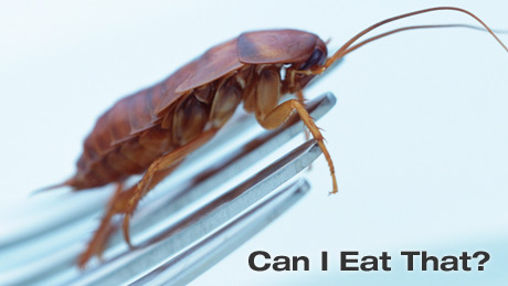Can I Eat That? NovaScience Video