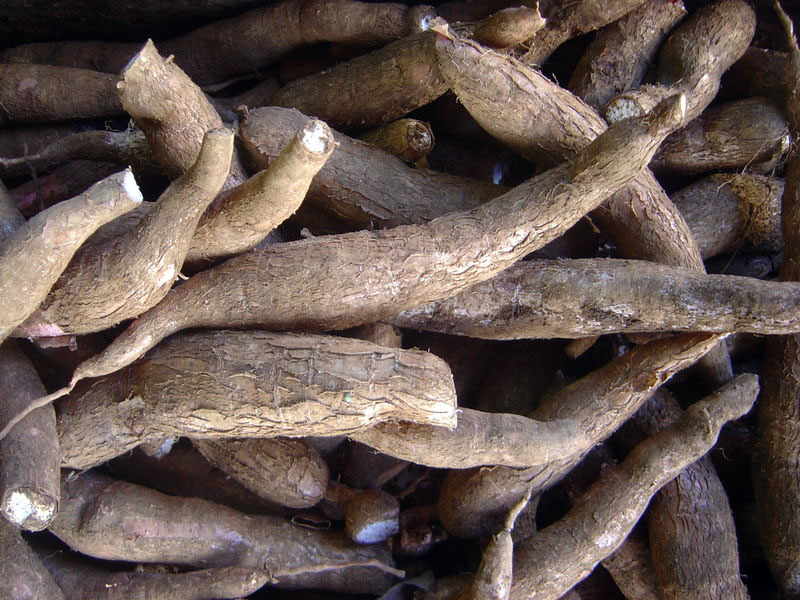 Cassava root (Manihot esculenta).