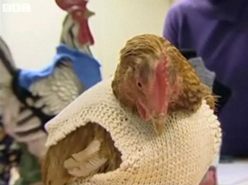 Somerset knitters make jumpers for bald chickens.