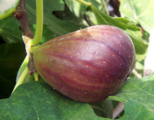 Ficus exasperata, fruits