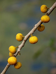 Ficus exasperata, fruits