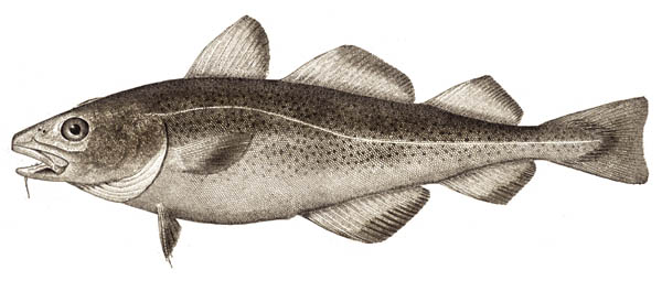 Atlantic Cod.