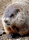 Groundhog (woodchuck).