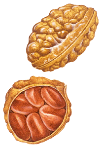 Kola nuts are the bitter, caffeine-containing seeds of kola trees.