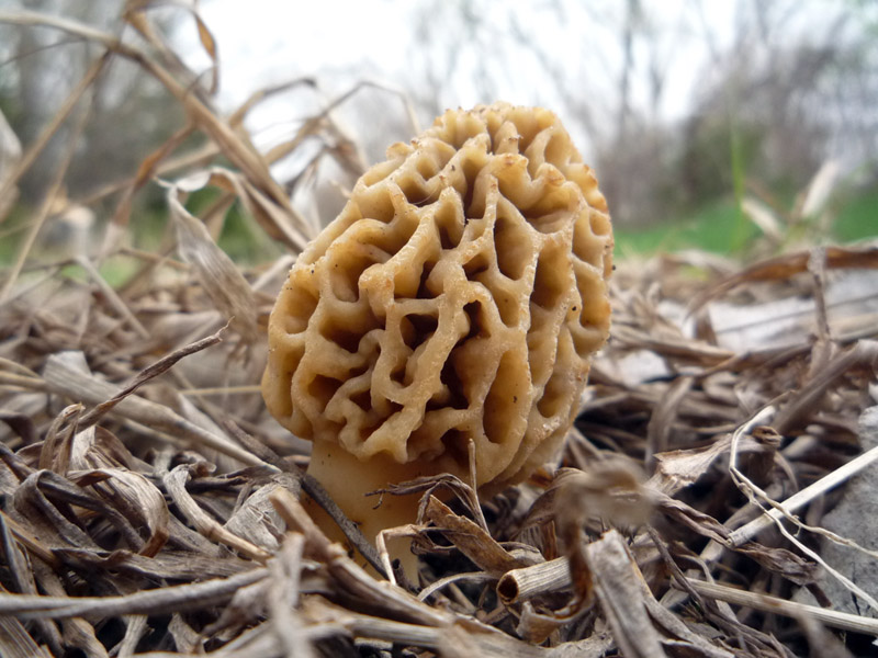 Morel Mushroom