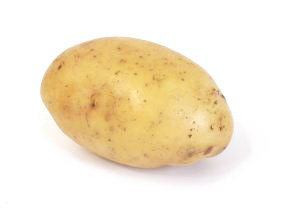 Yukon Gold potato.