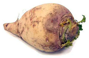 Rutabaga.